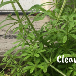 A Powerful Little Herb, Cleavers!