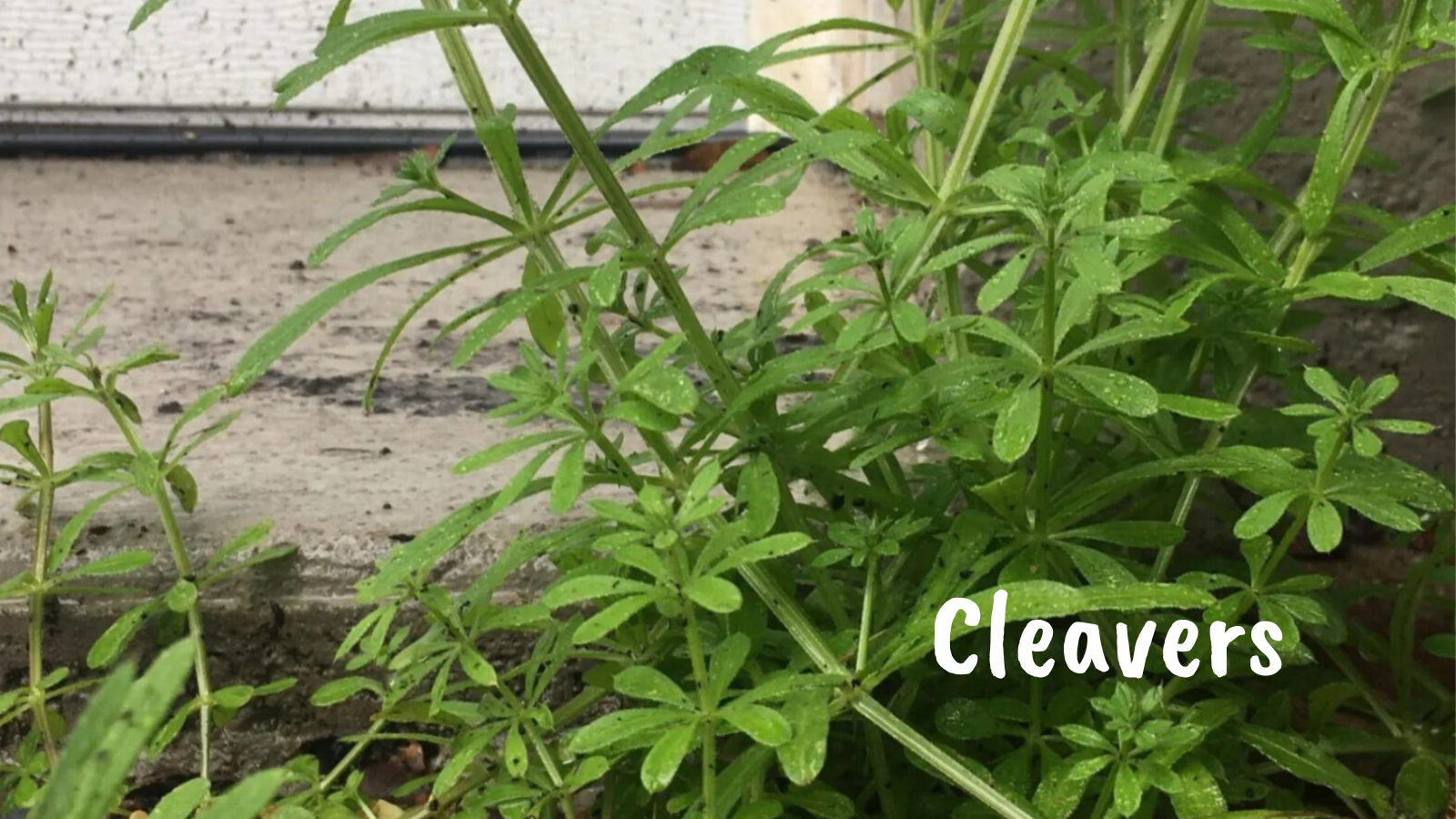 A Powerful Little Herb, Cleavers!