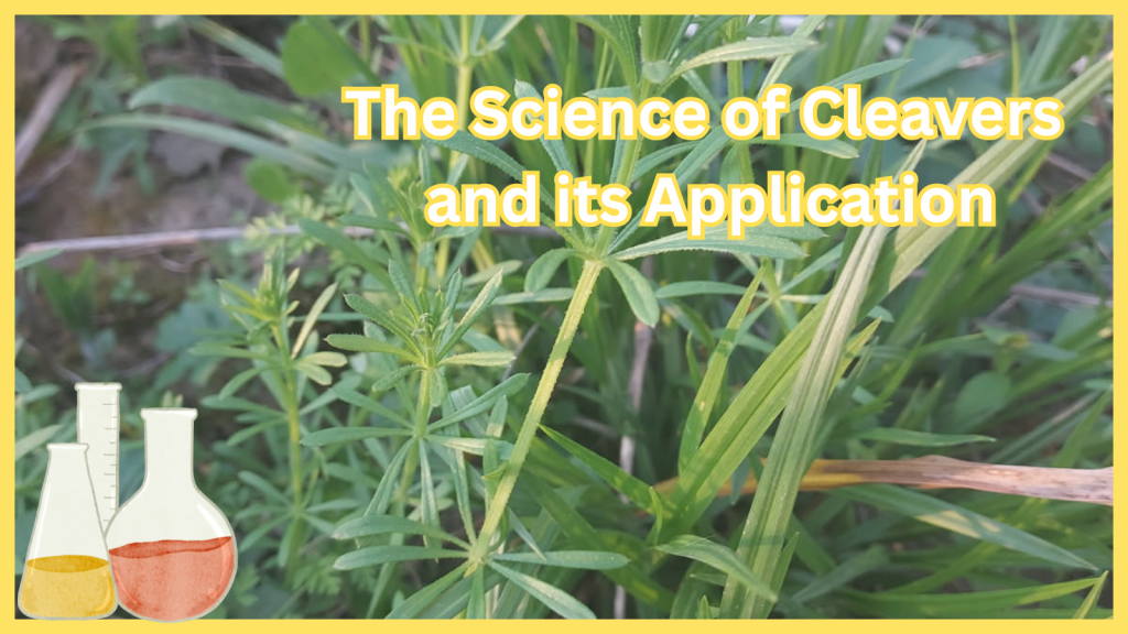 Cleavers has many applications and uses.