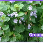 Your Backyard Treasure, Wonderful Ground Ivy