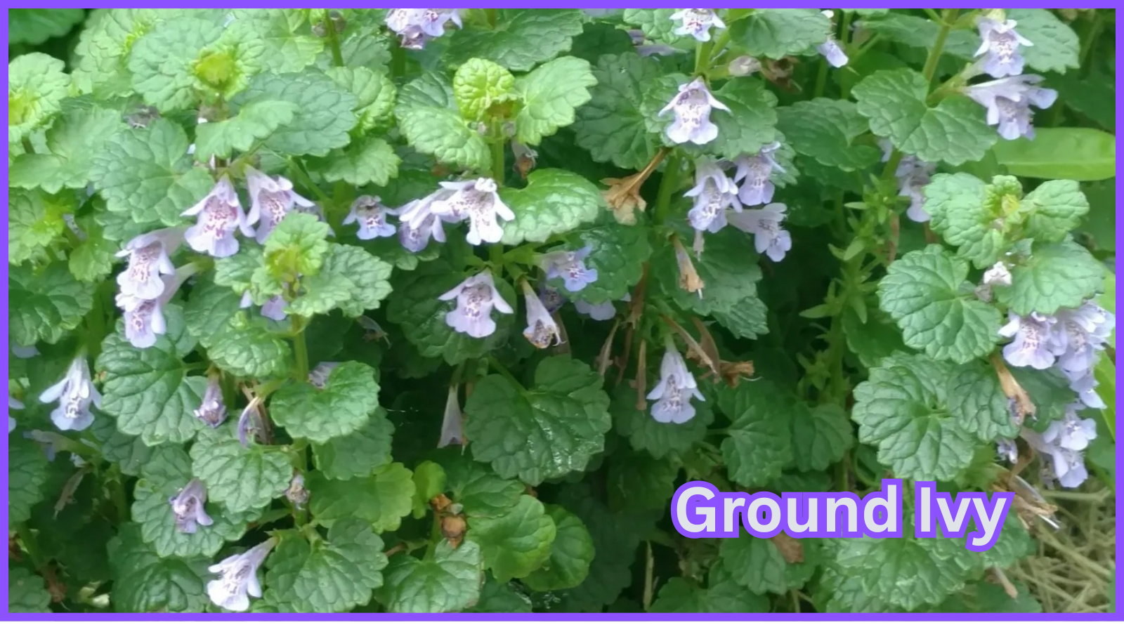Your Backyard Treasure, Wonderful Ground Ivy