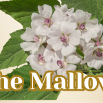The Truth About The Powerful Mallows!