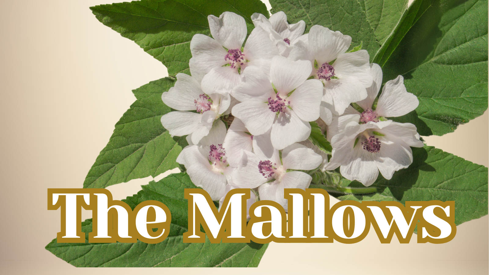 The Truth About The Powerful Mallows!